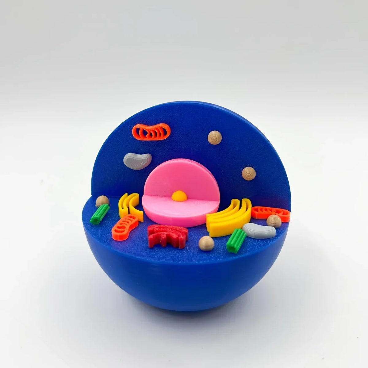 Maquette cellule