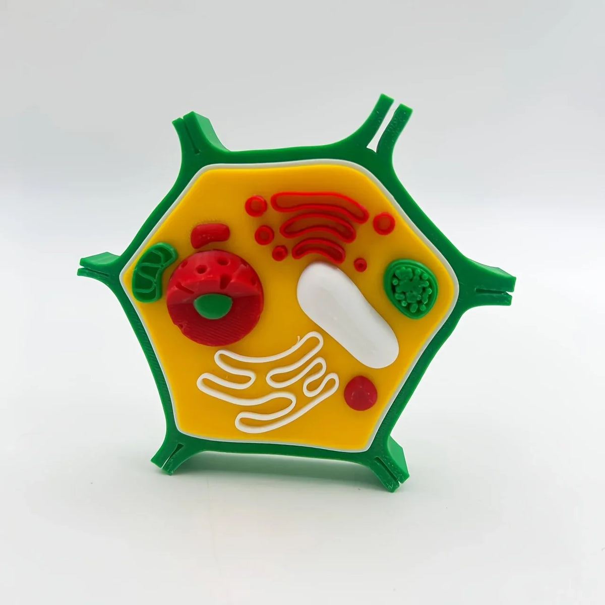 Maquette cellule